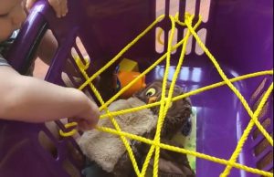Spider nest web activity