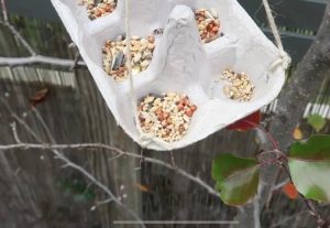 Make a bird feeder